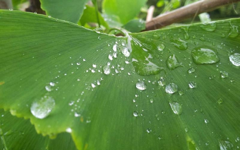 Ayurvedic Self-Care Workshop
